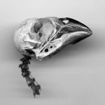 bird skull050 bird skull050