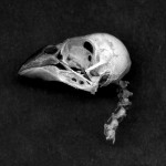 birdblack2054 birdblack2054