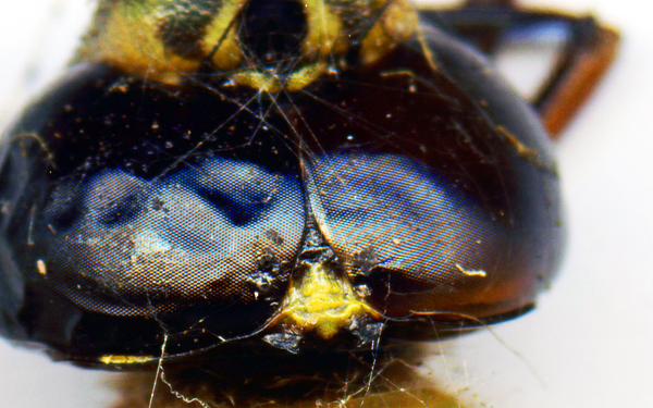 DRAGONFLY EYEs WEB