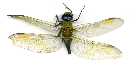 DRAGONFLY email