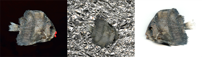 fishweb