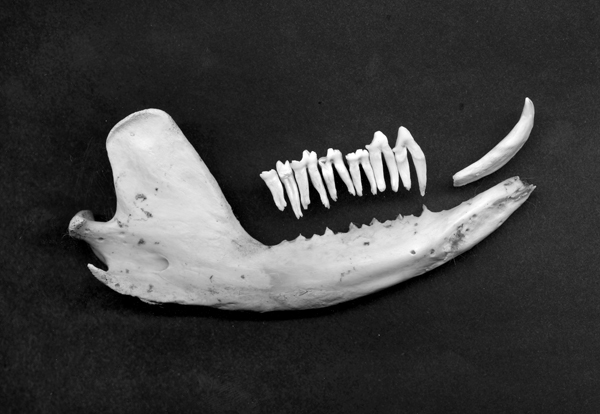 jawbone058 jawbone058
