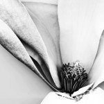 yellow print150bw