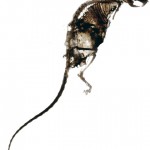 rat432
