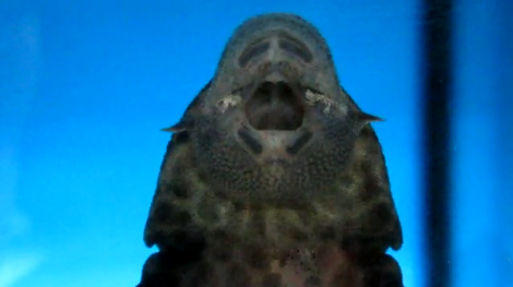 sucking face